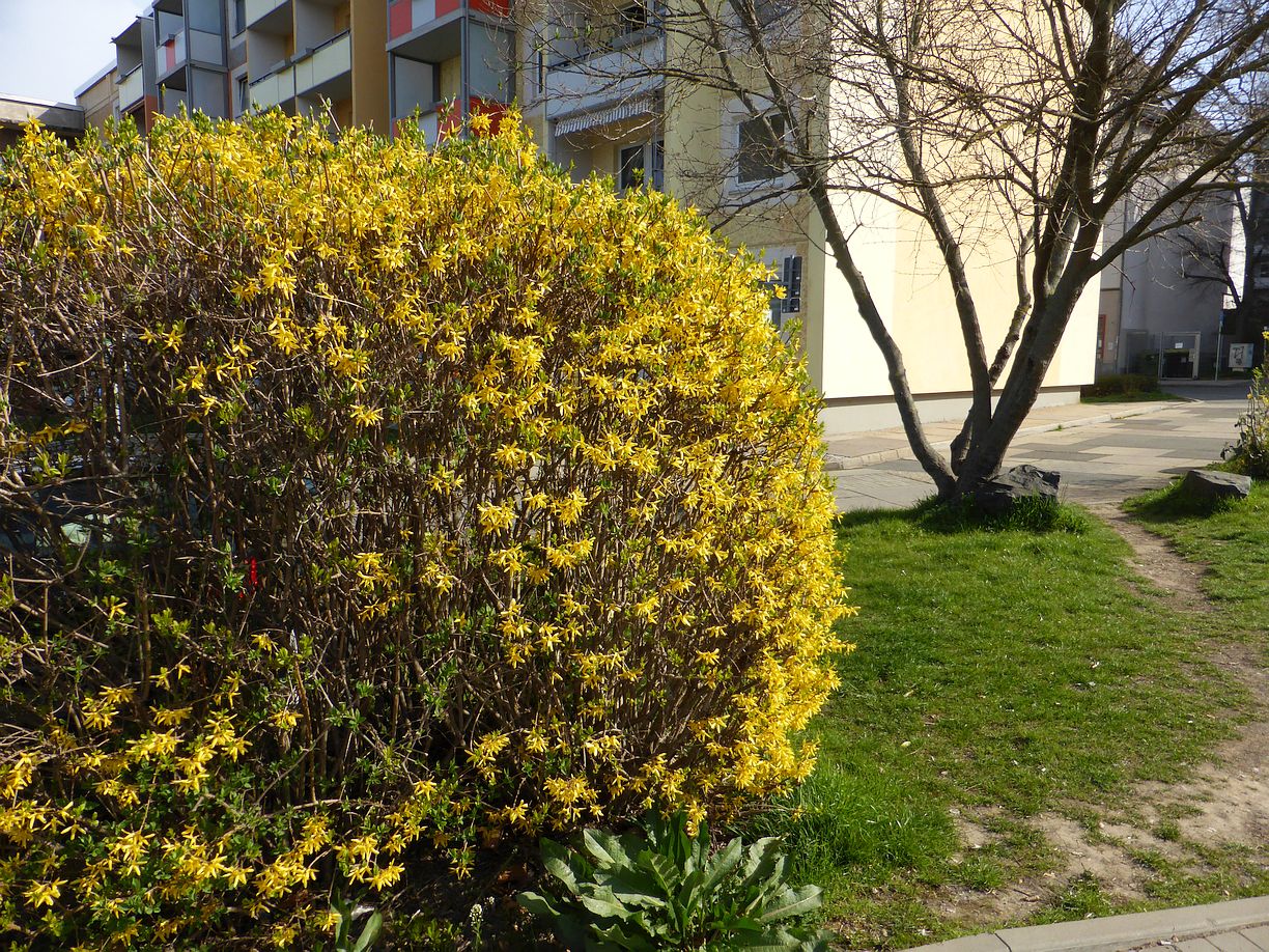 Garteneroeffnung_2025