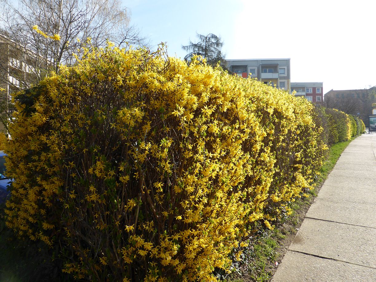 Garteneroeffnung_2025