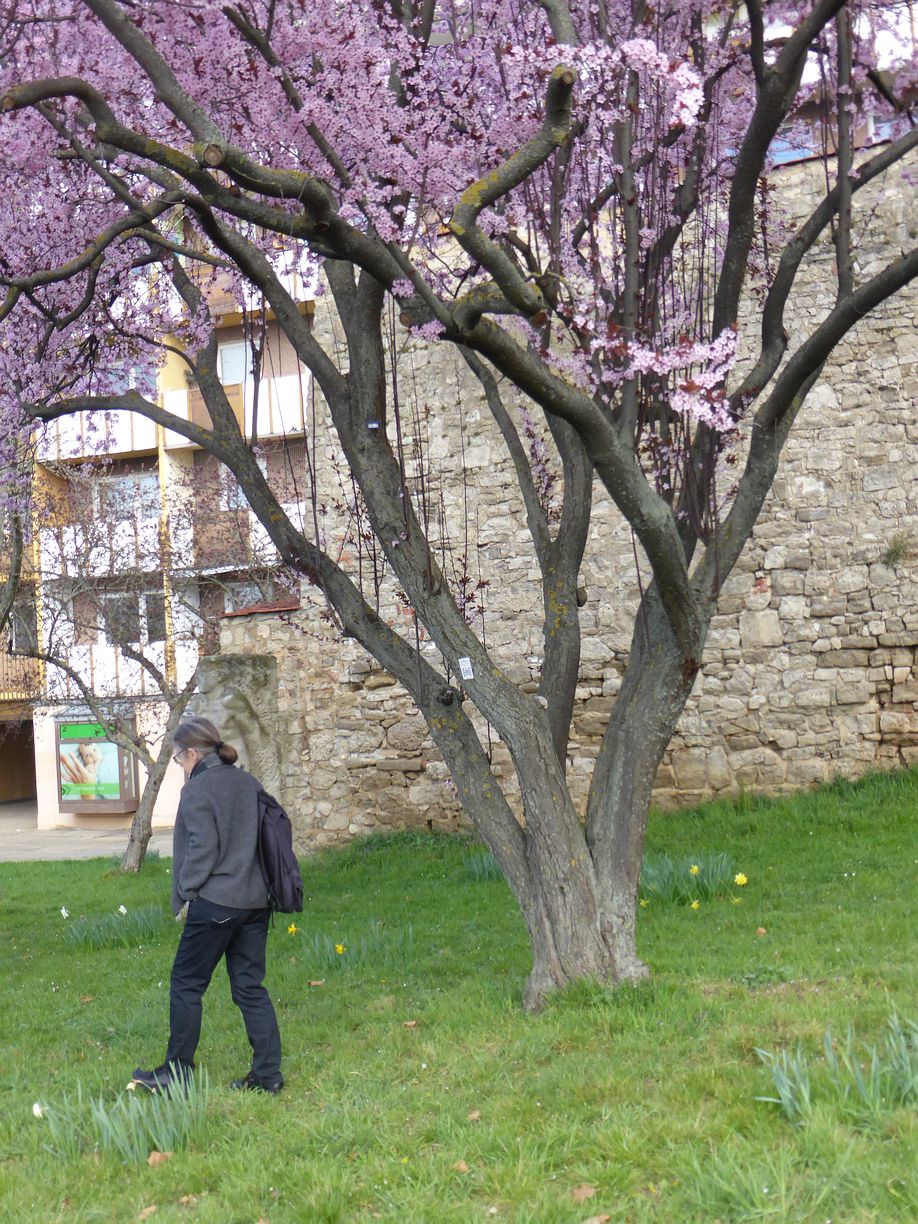 Garteneroeffnung_2025