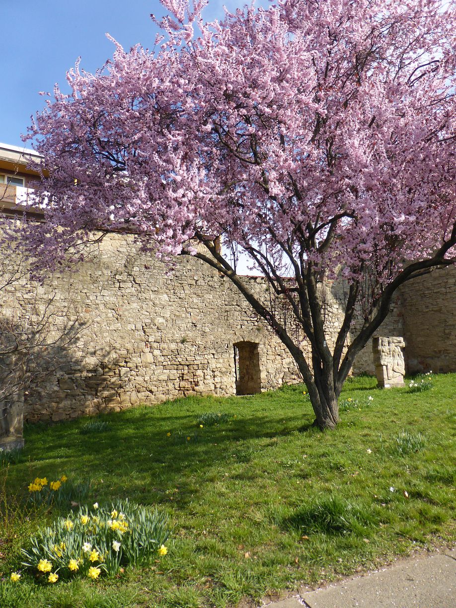 Garteneroeffnung_2025