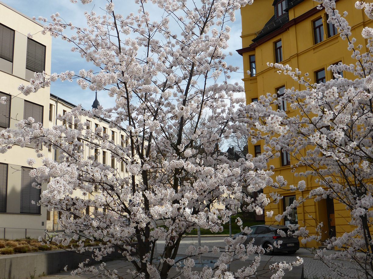 Garteneroeffnung_2025