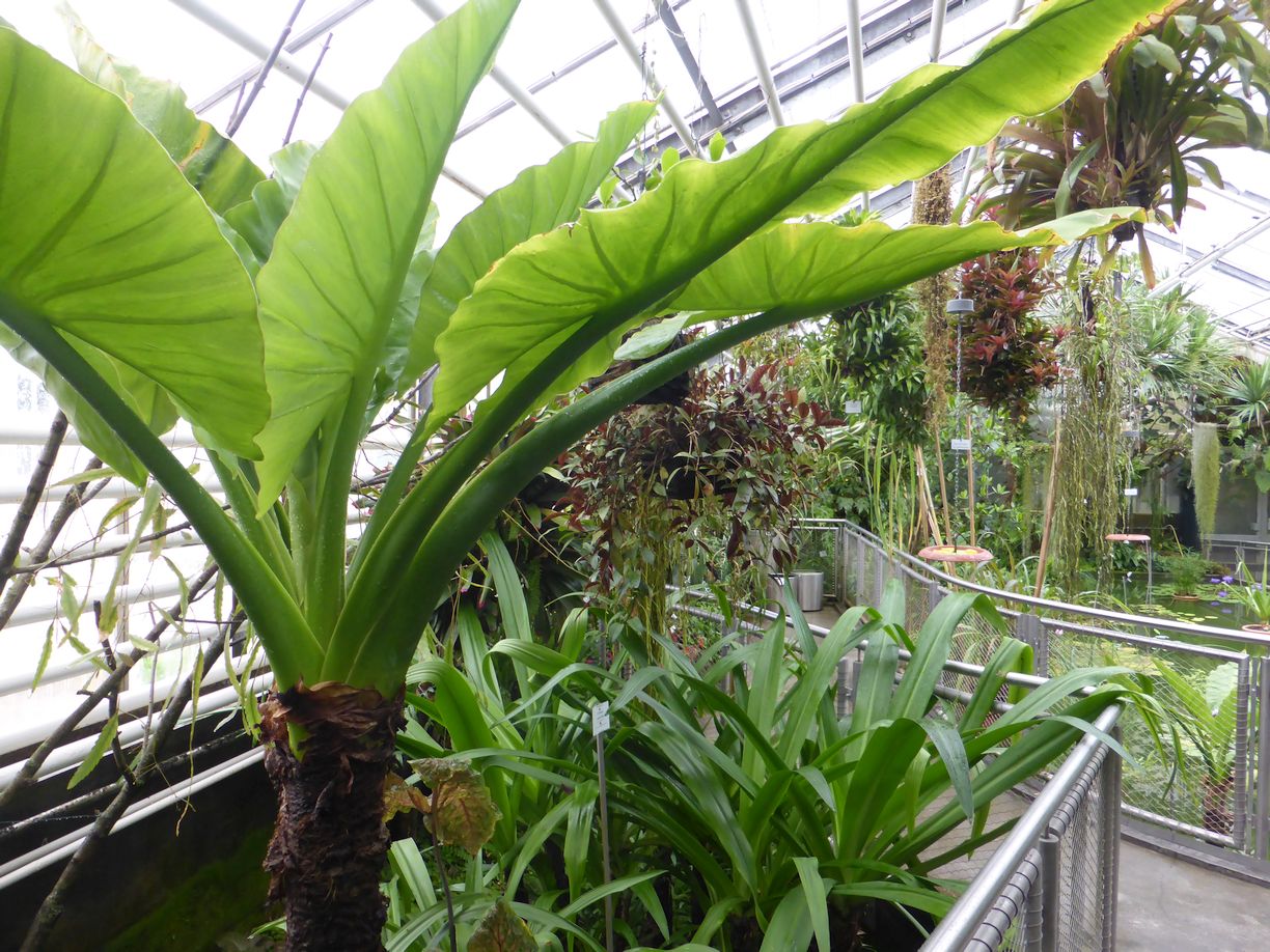 Jena_Botanischer_Garten_2025