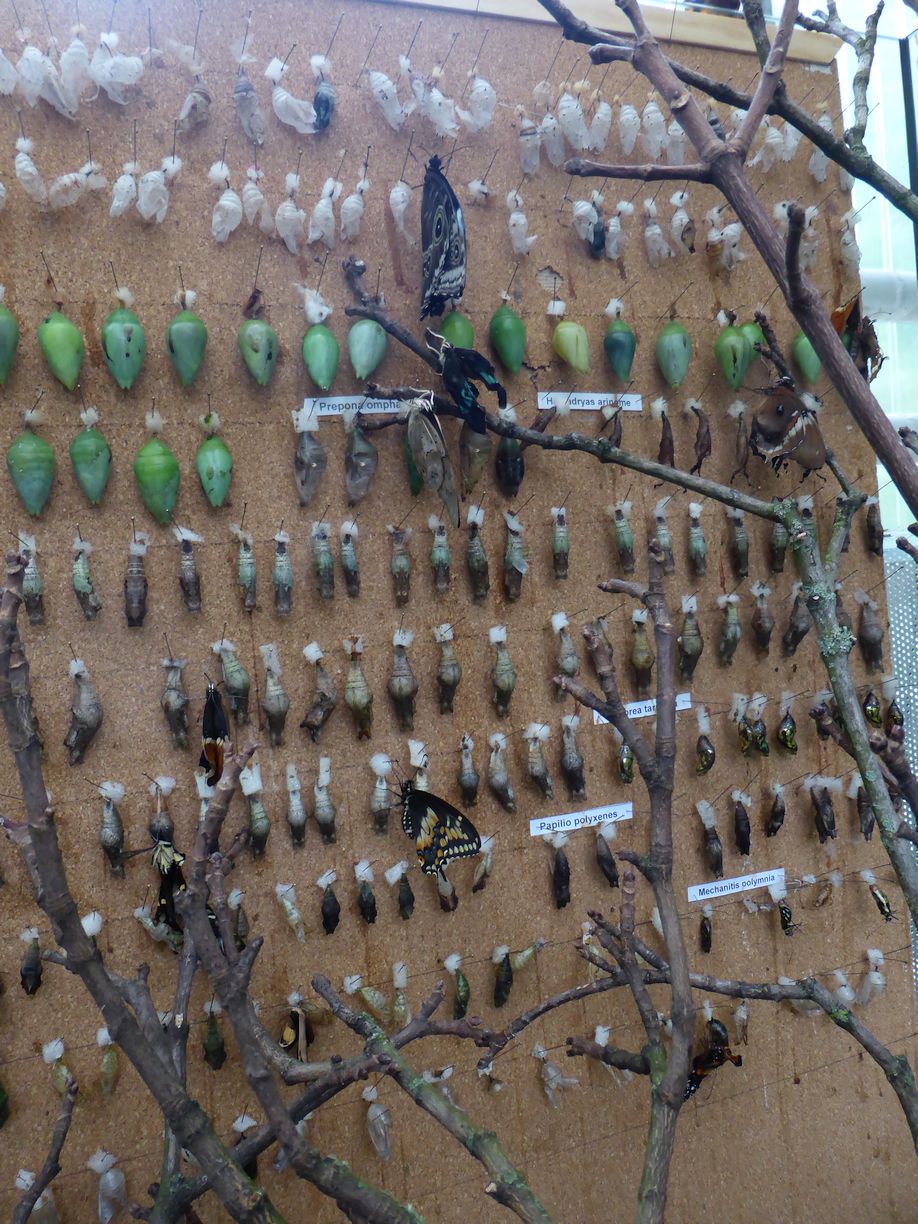 Jena_Botanischer_Garten_2025