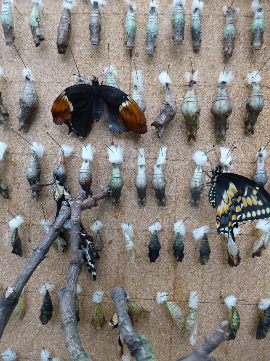 Jena_Botanischer_Garten_2025