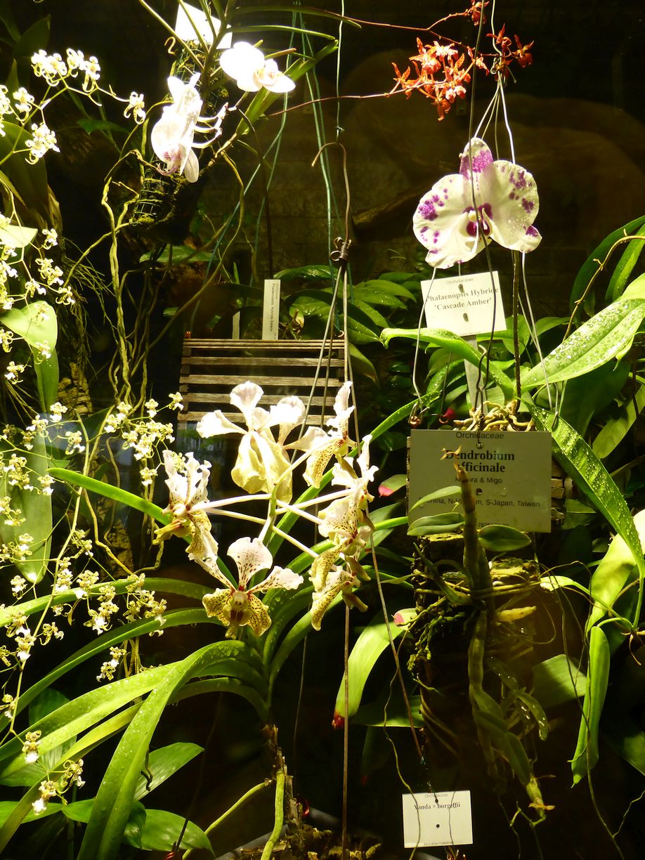 Jena_Botanischer_Garten_2025