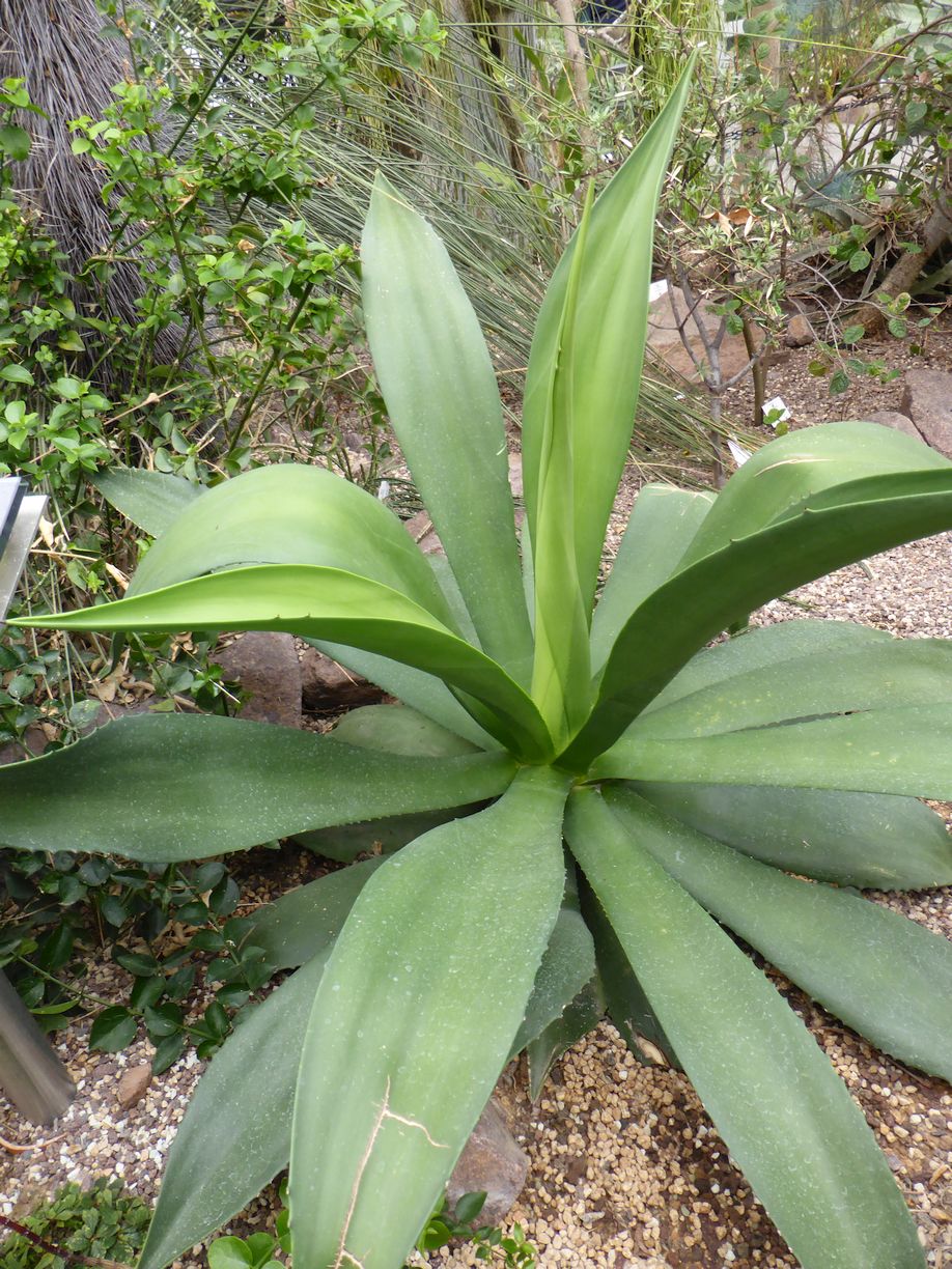 Jena_Botanischer_Garten_2025