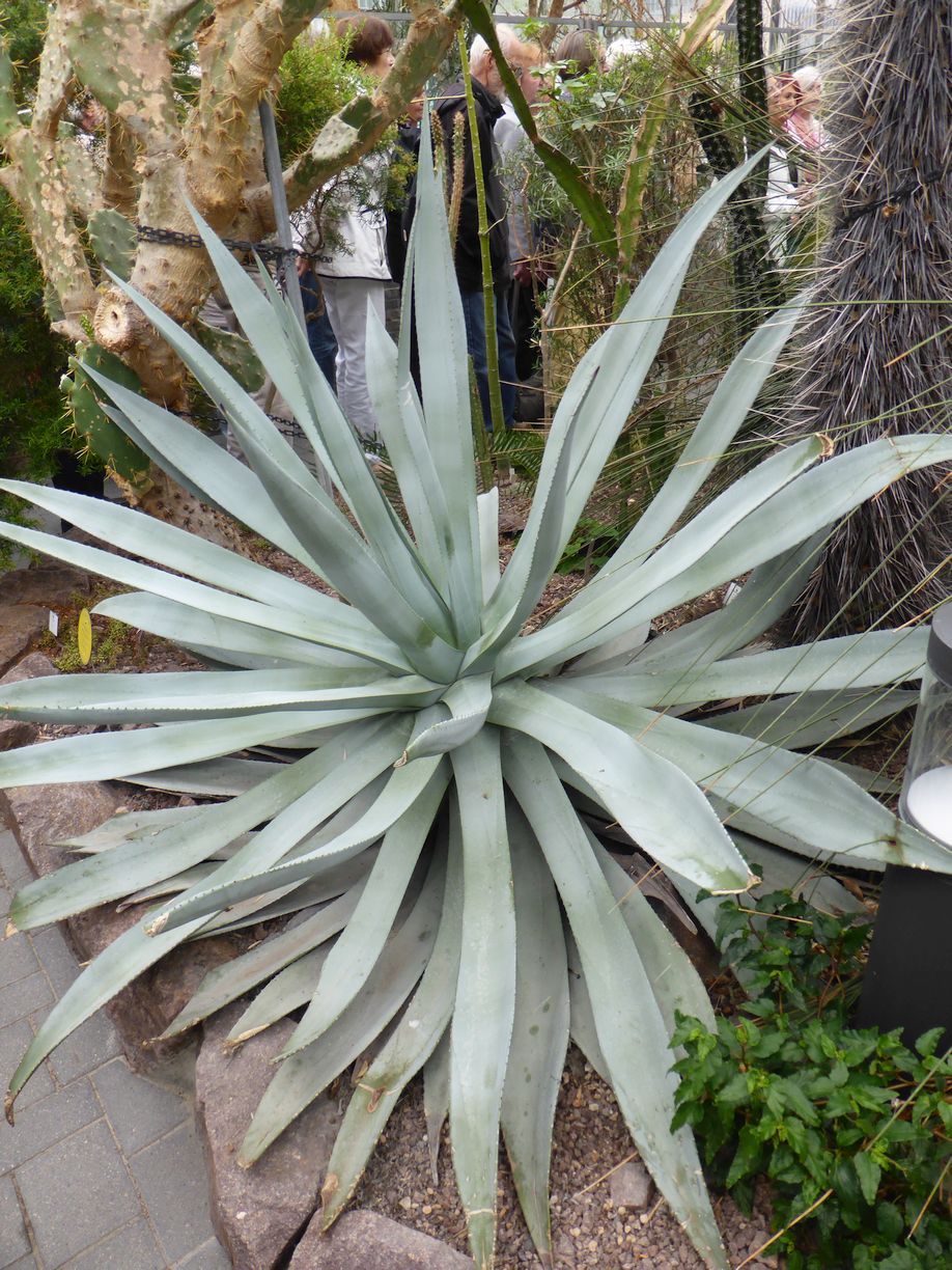 Jena_Botanischer_Garten_2025