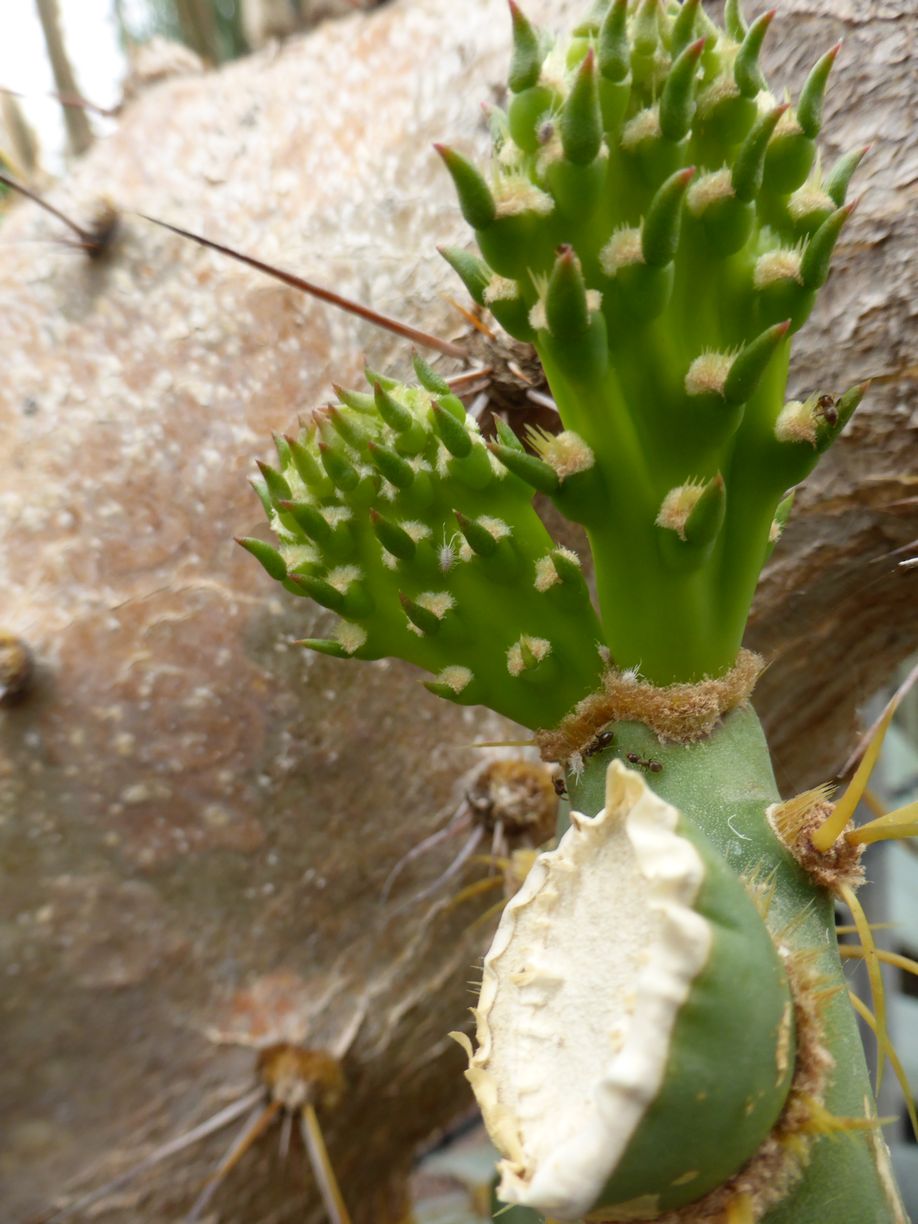 Jena_Botanischer_Garten_2025