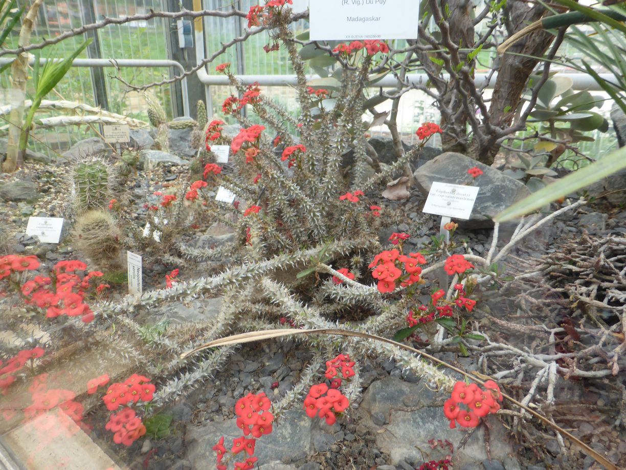 Jena_Botanischer_Garten_2025