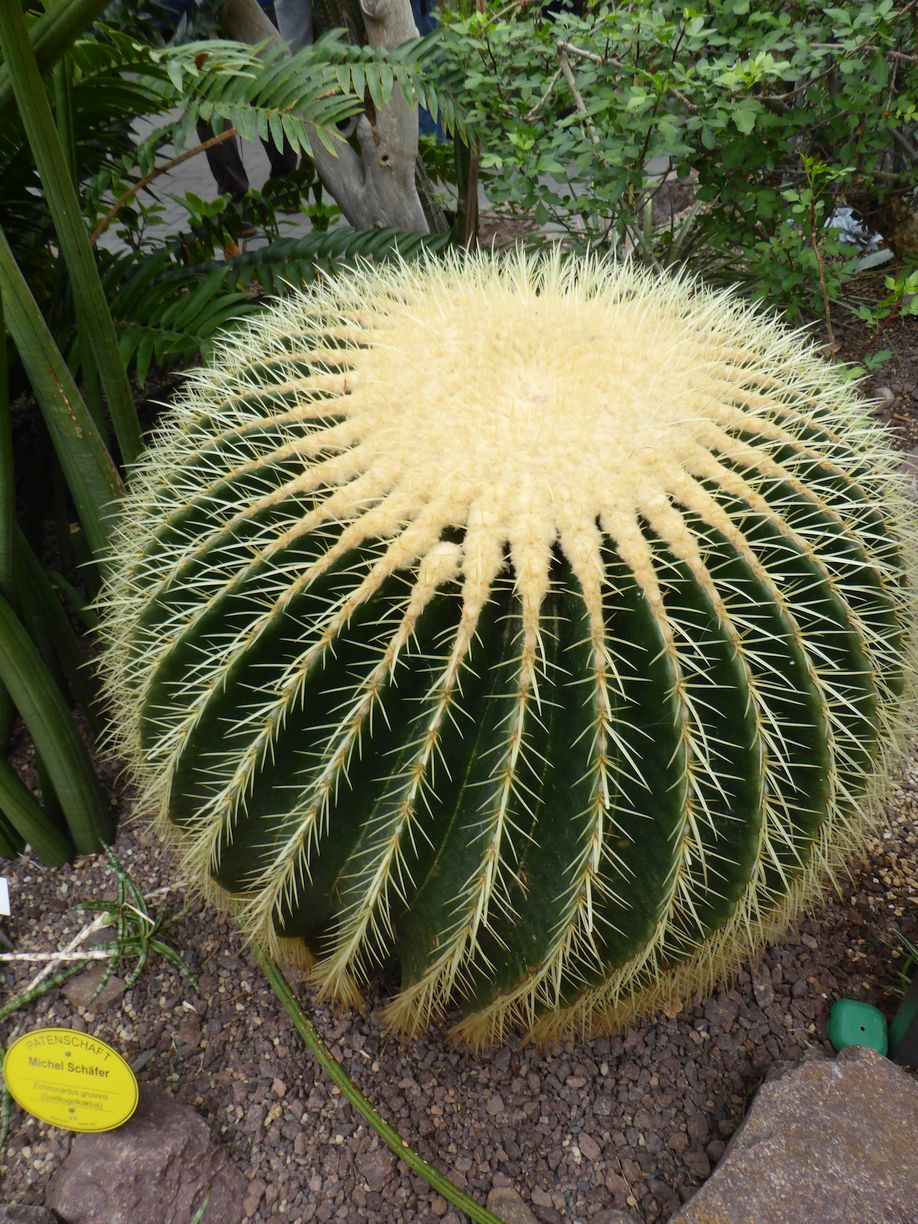 Jena_Botanischer_Garten_2025