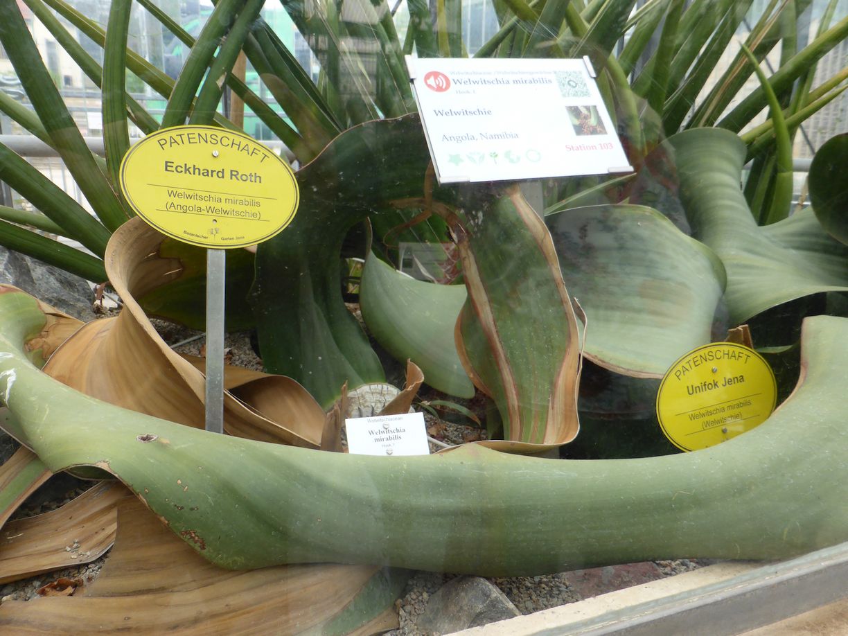 Jena_Botanischer_Garten_2025