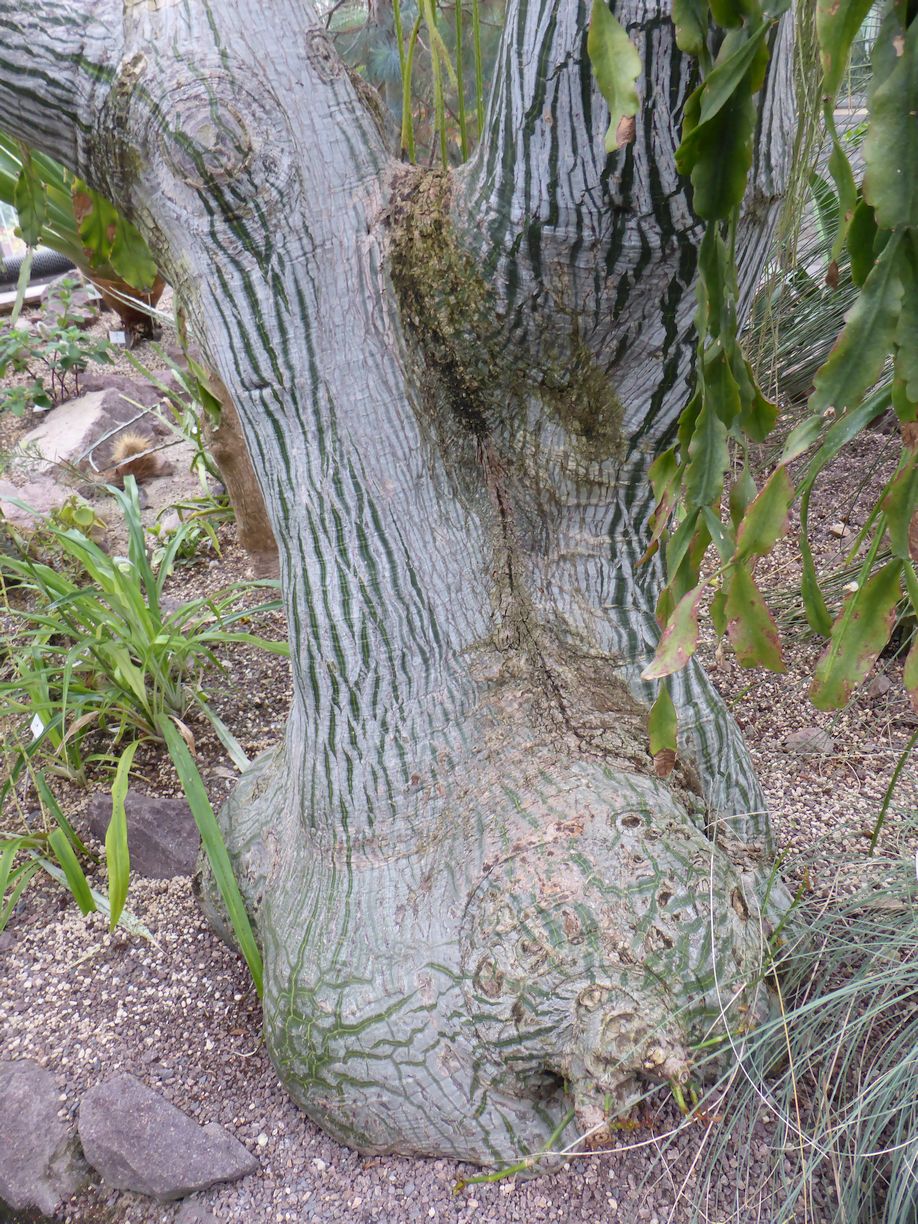 Jena_Botanischer_Garten_2025