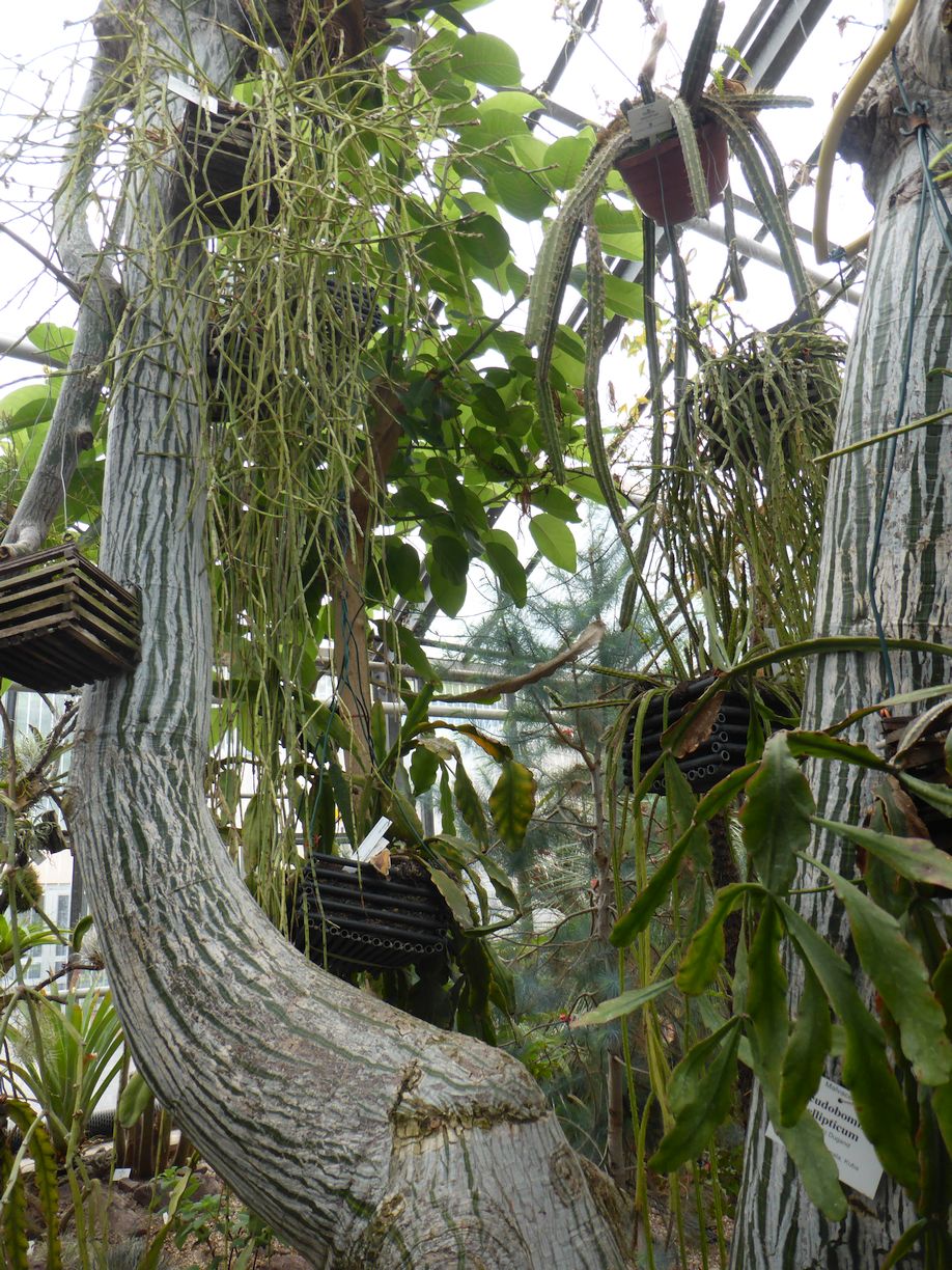 Jena_Botanischer_Garten_2025