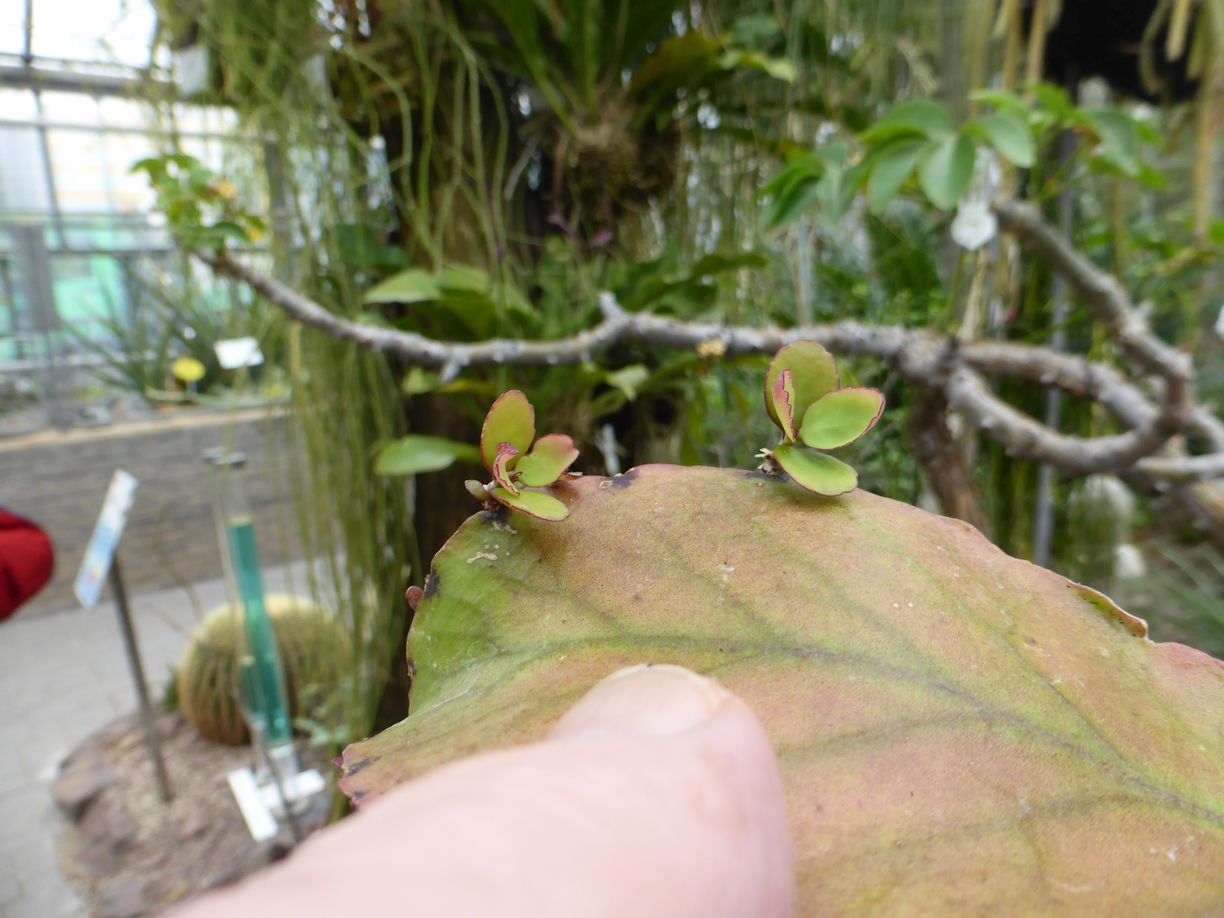 Jena_Botanischer_Garten_2025