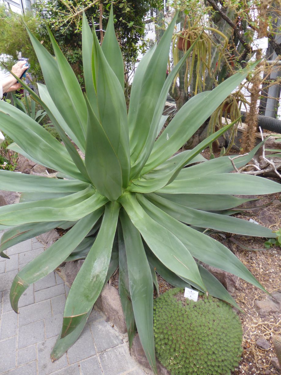 Jena_Botanischer_Garten_2025