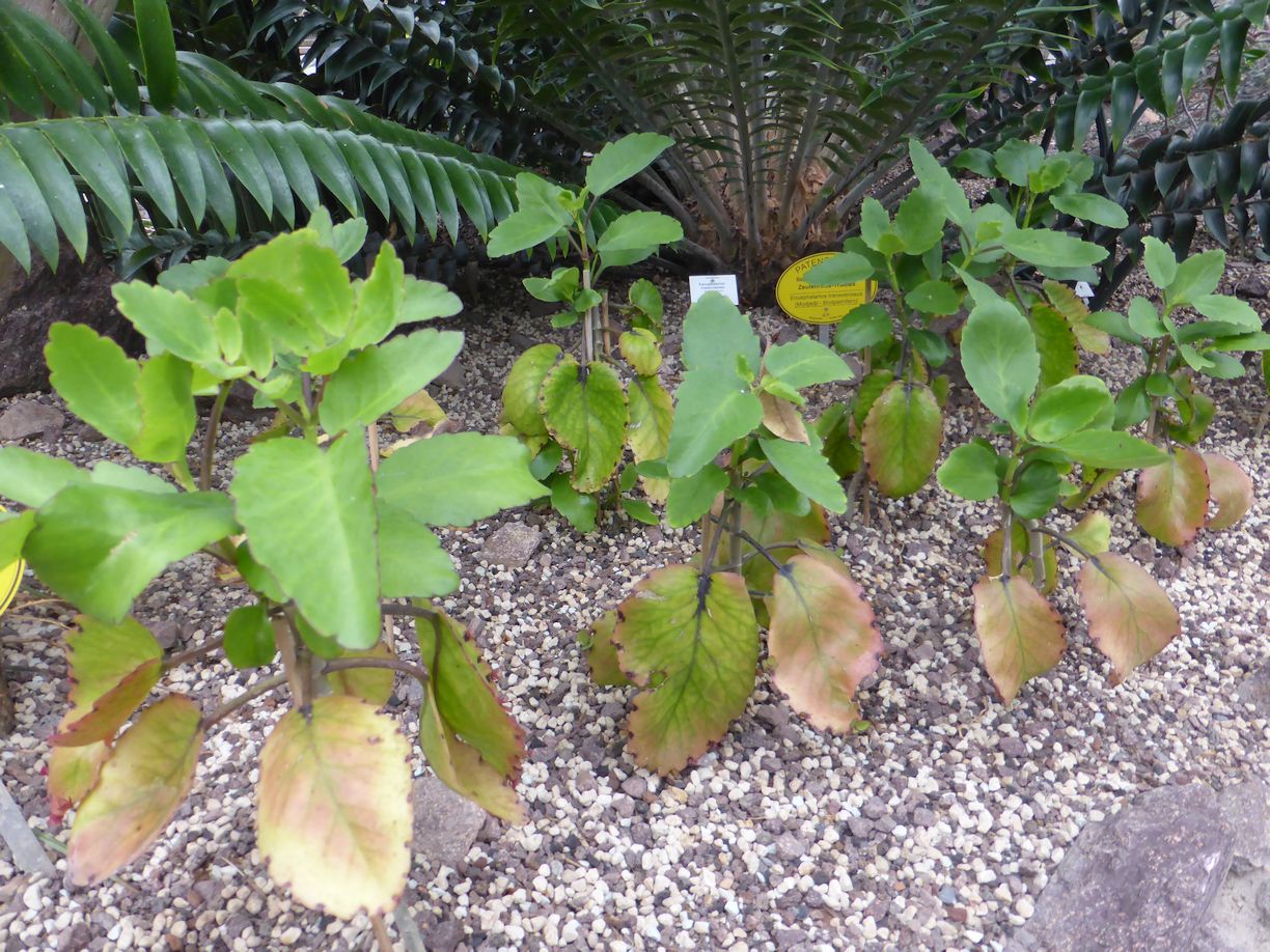 Jena_Botanischer_Garten_2025