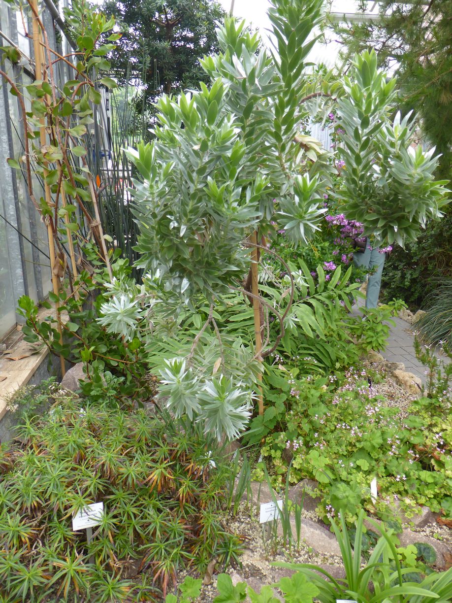 Jena_Botanischer_Garten_2025