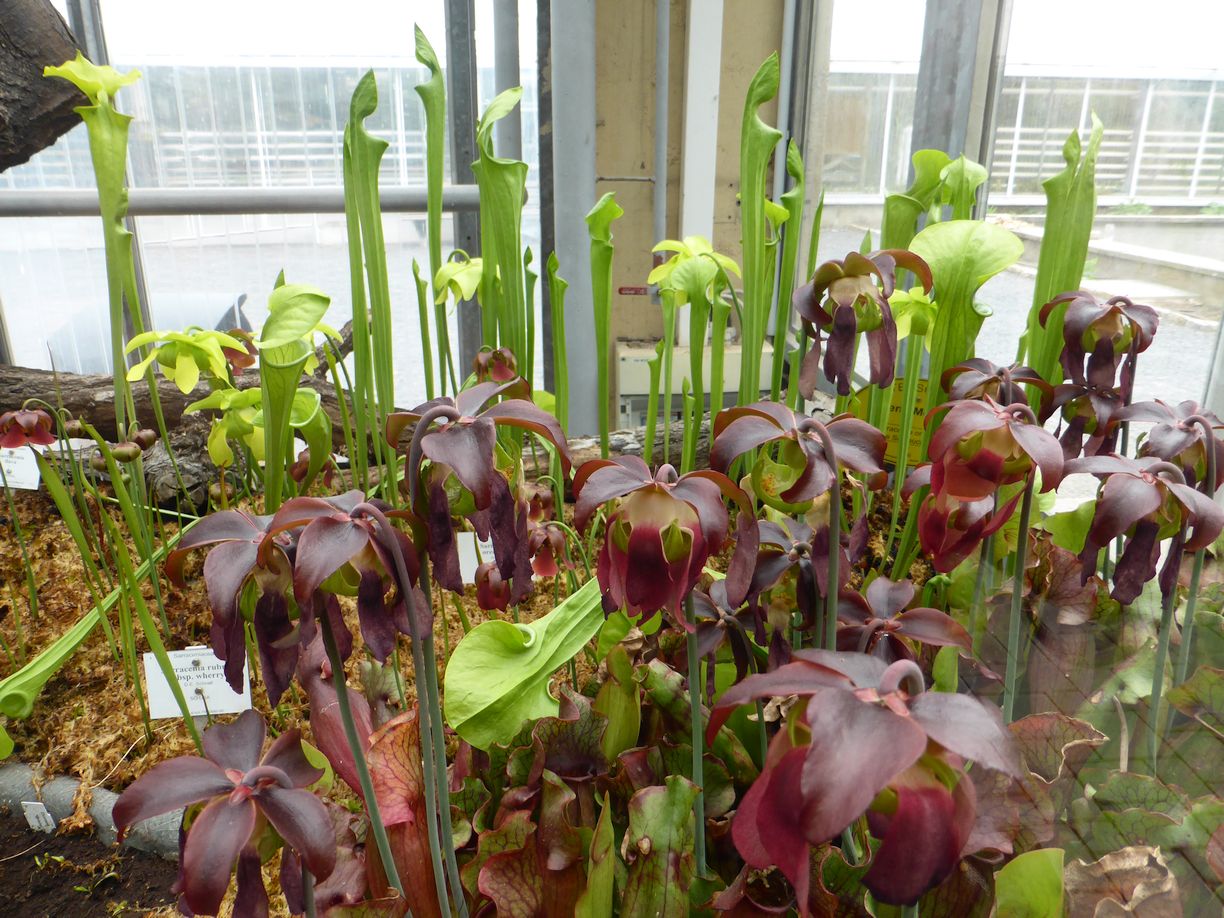 Jena_Botanischer_Garten_2025