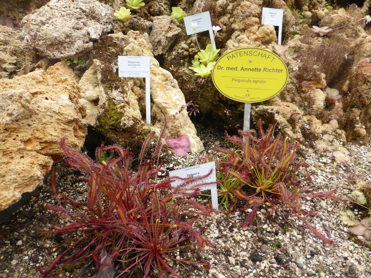 Jena_Botanischer_Garten_2025