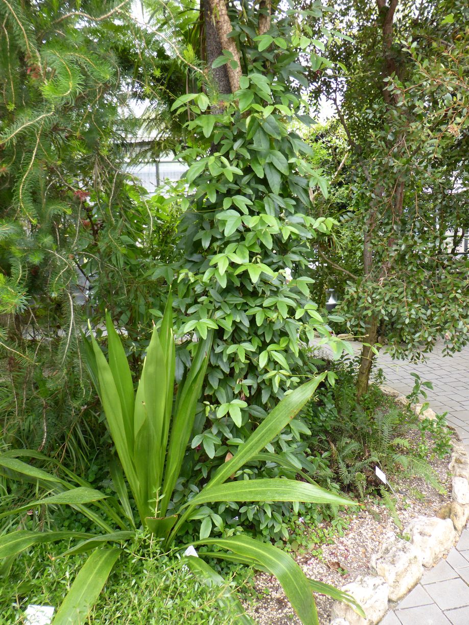 Jena_Botanischer_Garten_2025