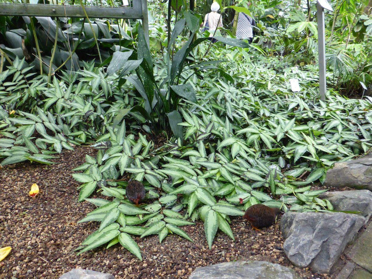 Jena_Botanischer_Garten_2025