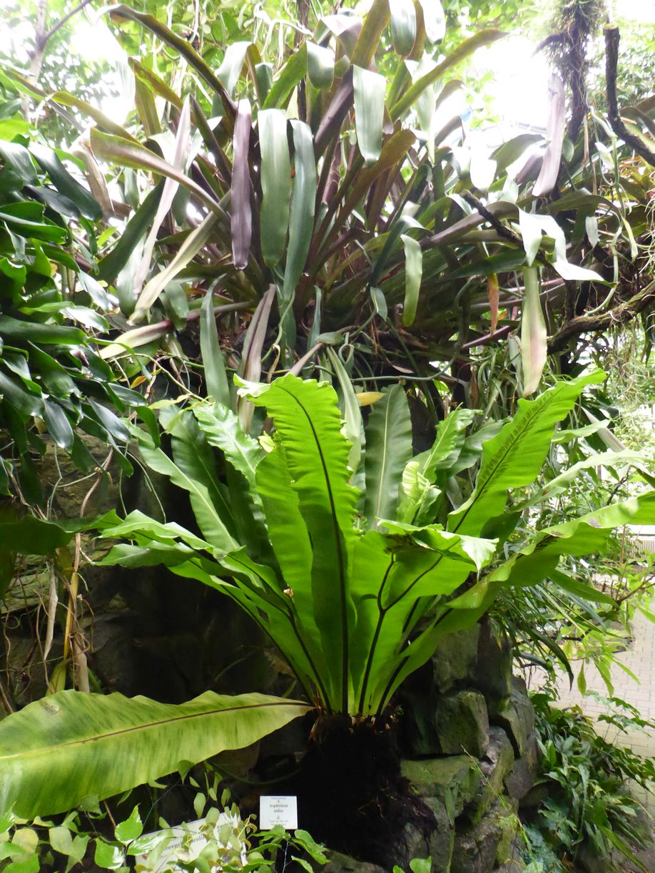 Jena_Botanischer_Garten_2025