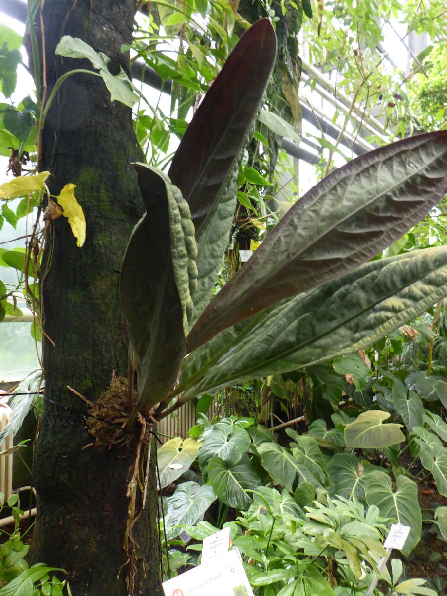 Jena_Botanischer_Garten_2025