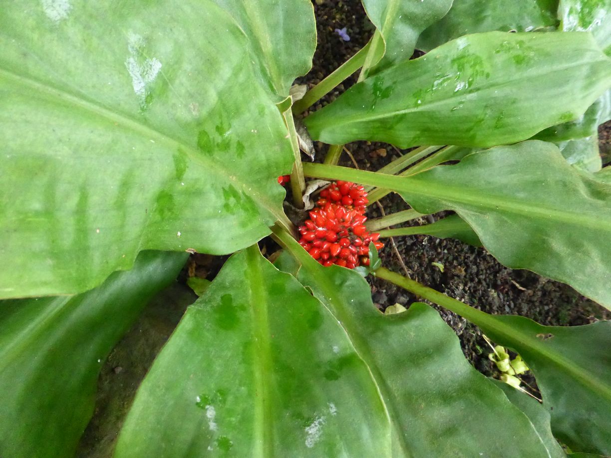 Jena_Botanischer_Garten_2025