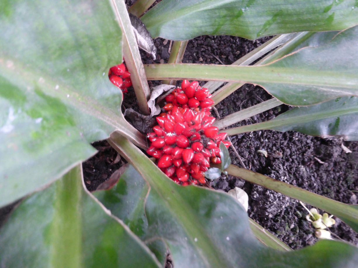 Jena_Botanischer_Garten_2025