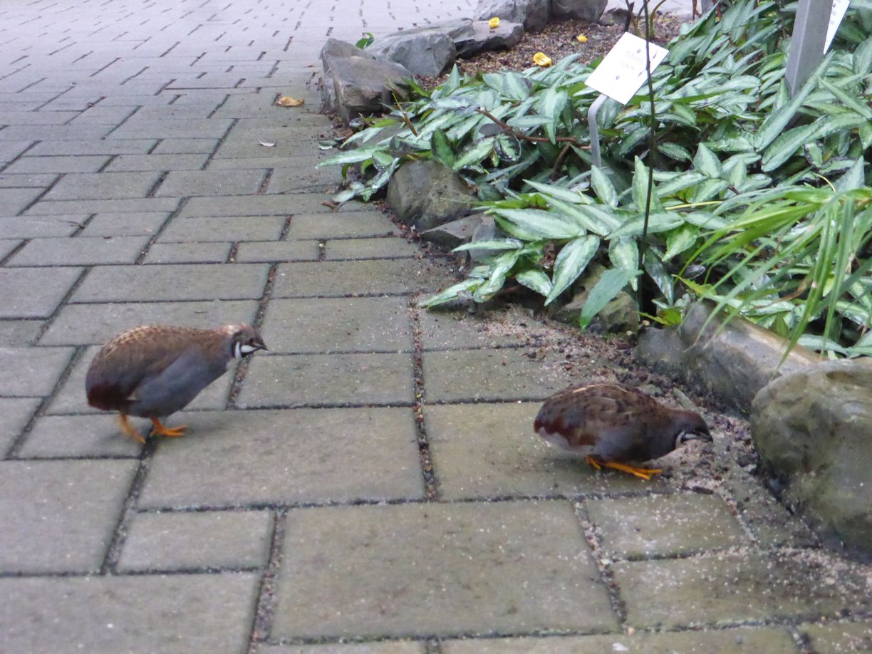 Jena_Botanischer_Garten_2025