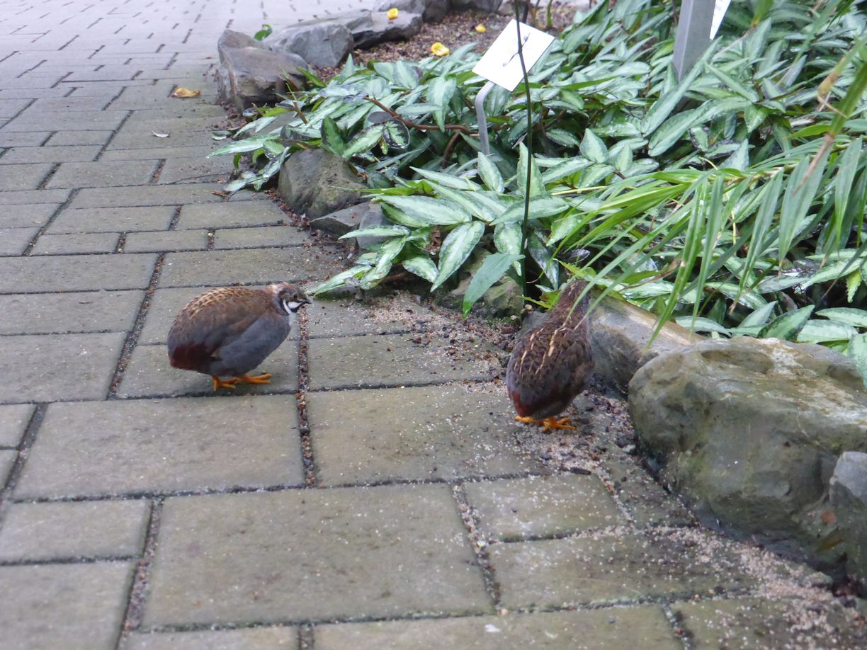 Jena_Botanischer_Garten_2025