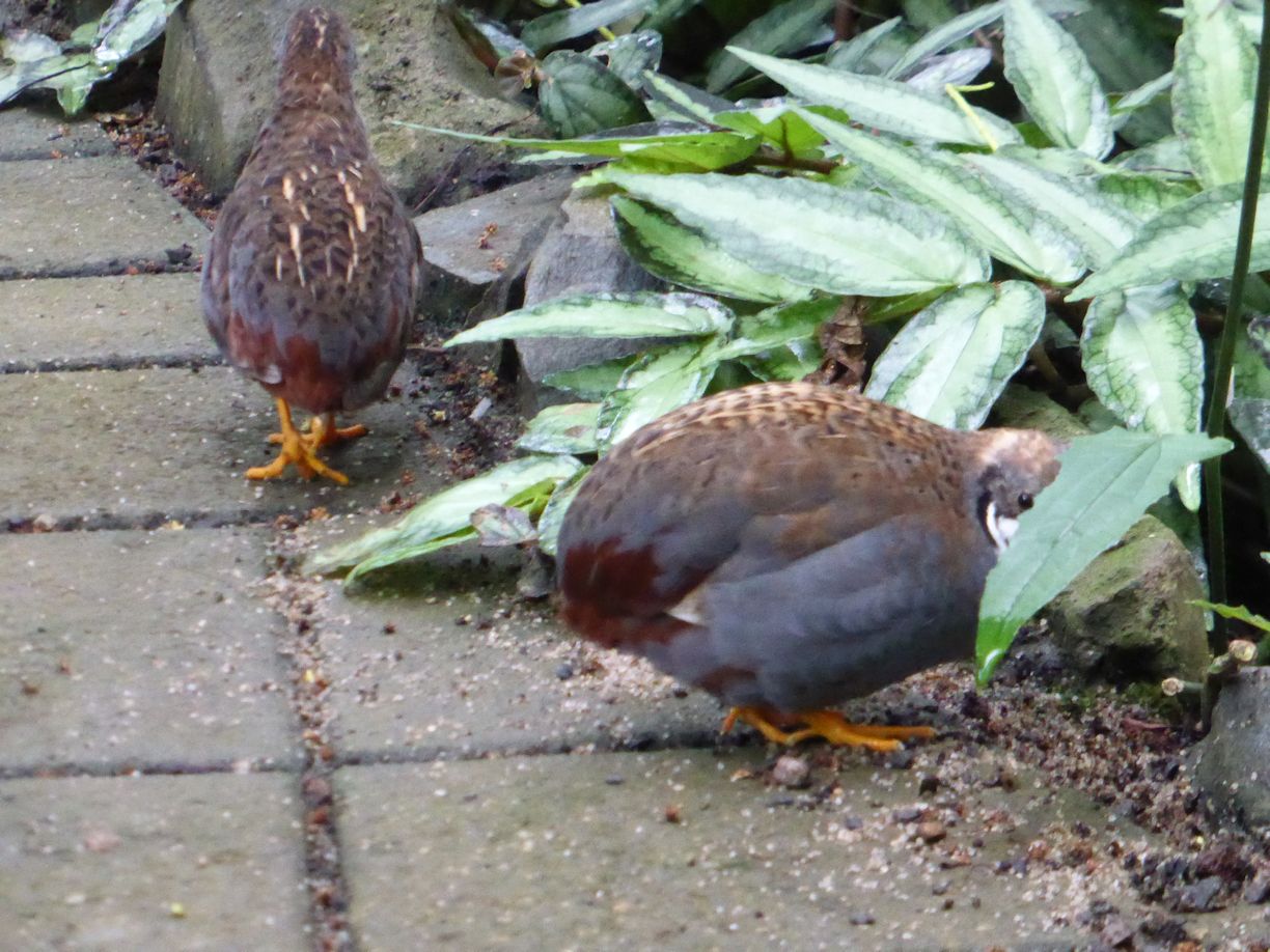 Jena_Botanischer_Garten_2025