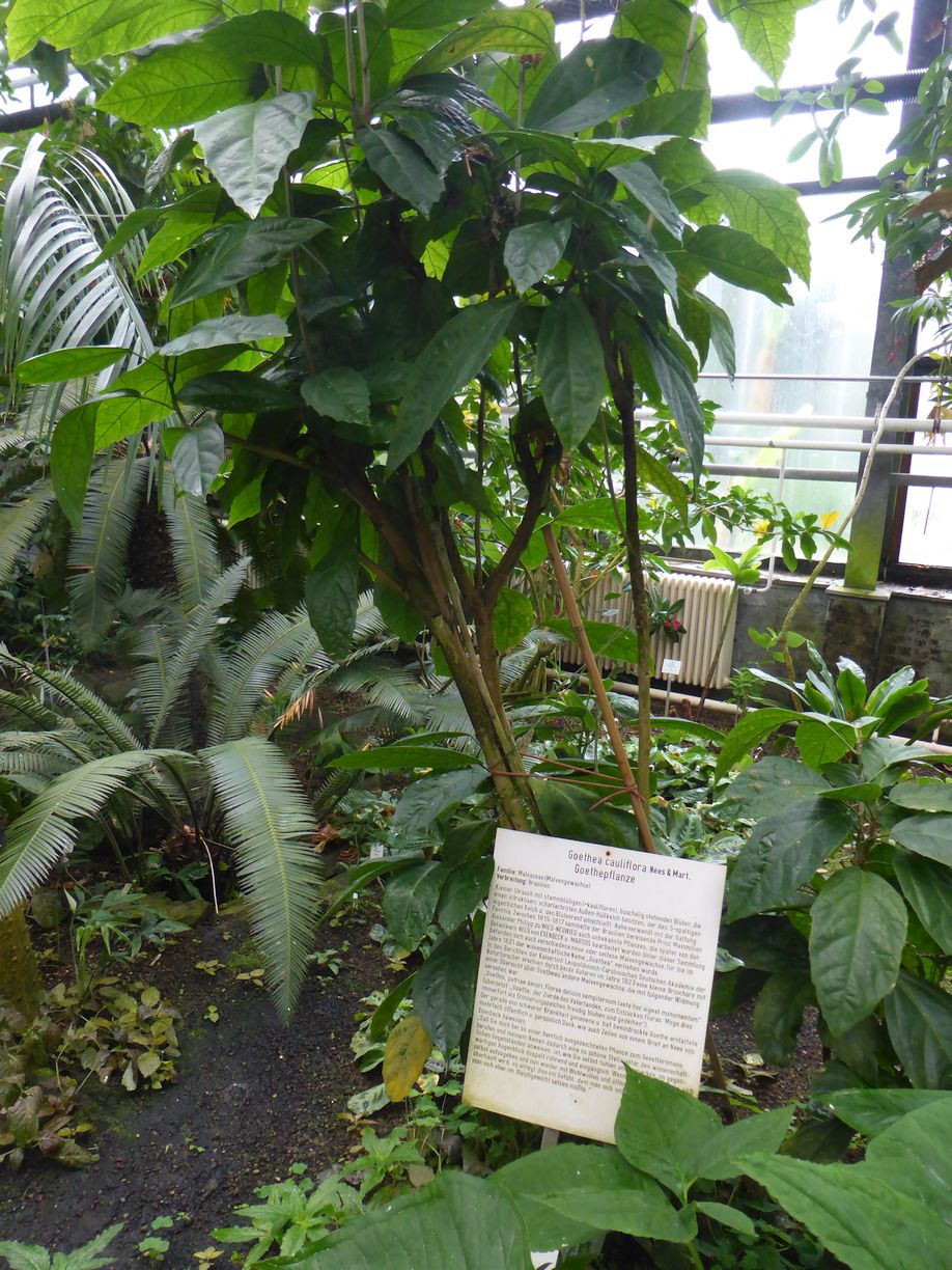 Jena_Botanischer_Garten_2025