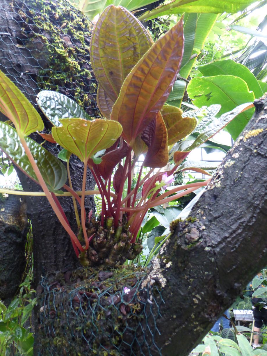 Jena_Botanischer_Garten_2025