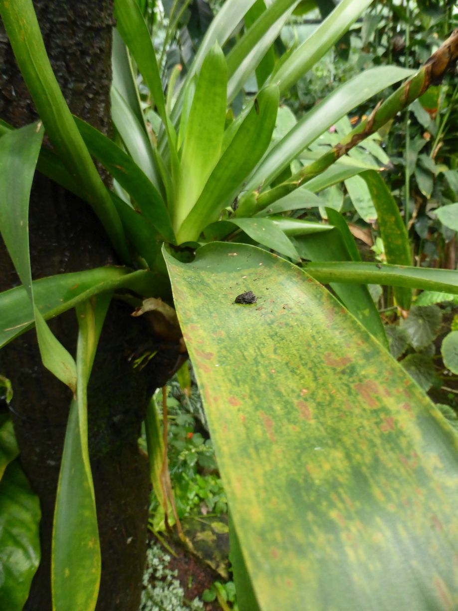 Jena_Botanischer_Garten_2025