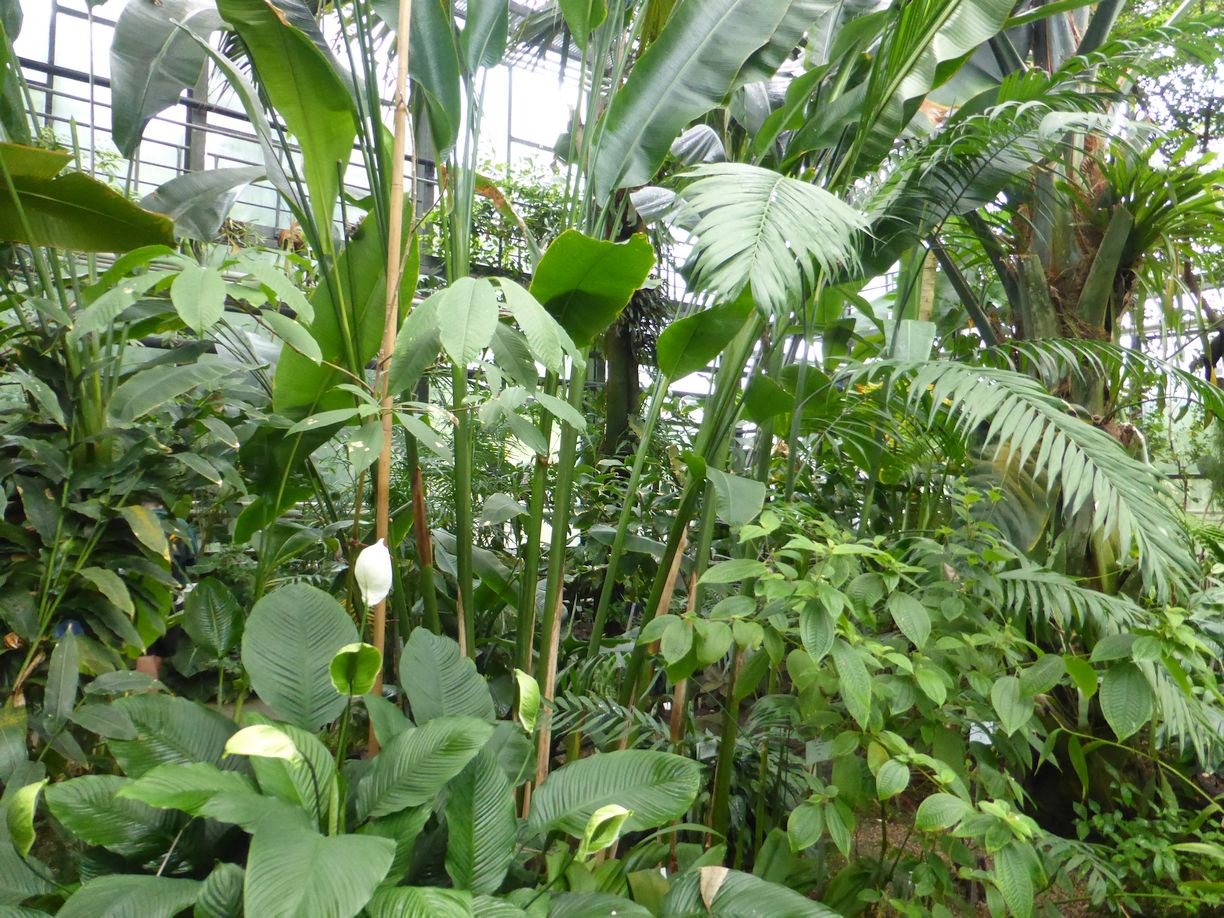 Jena_Botanischer_Garten_2025