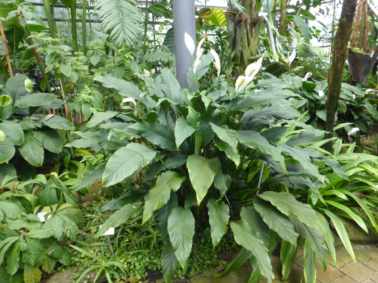 Jena_Botanischer_Garten_2025