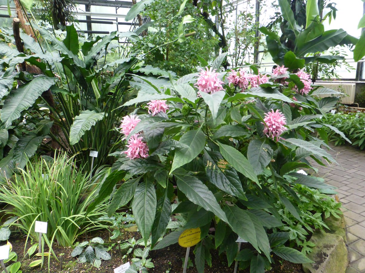 Jena_Botanischer_Garten_2025