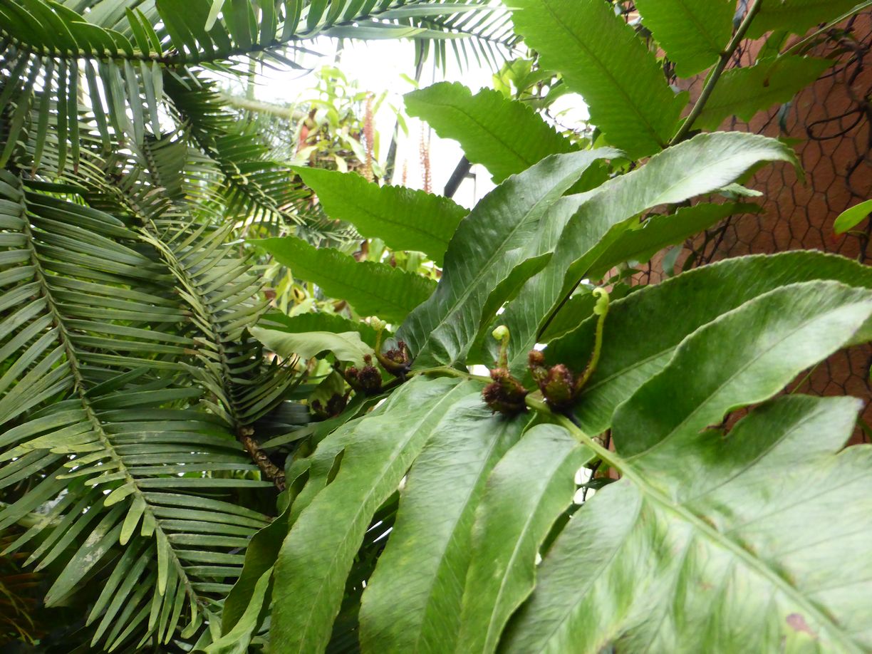 Jena_Botanischer_Garten_2025