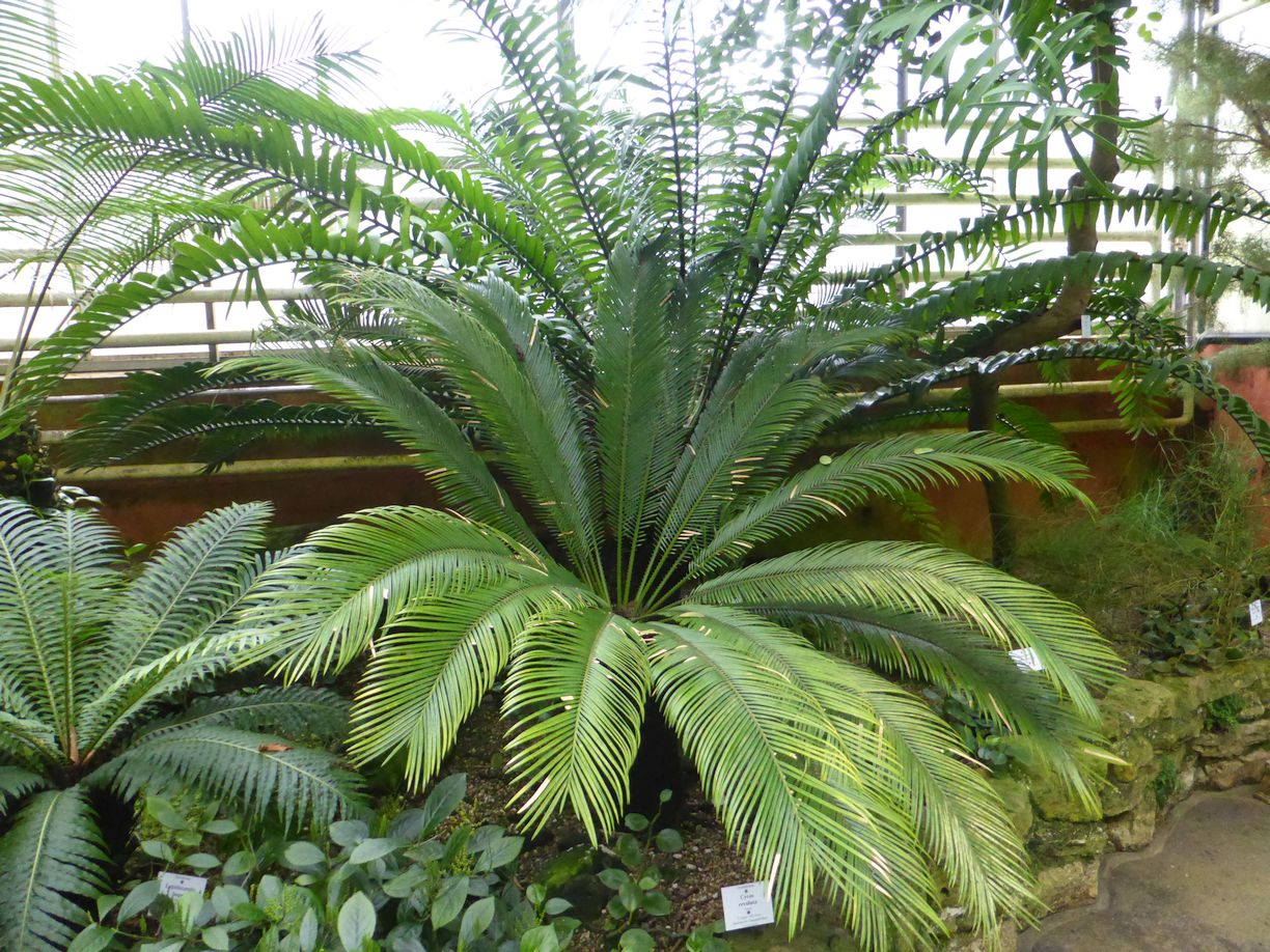 Jena_Botanischer_Garten_2025