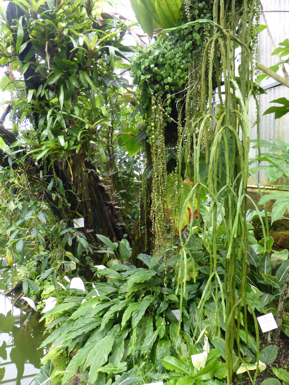 Jena_Botanischer_Garten_2025