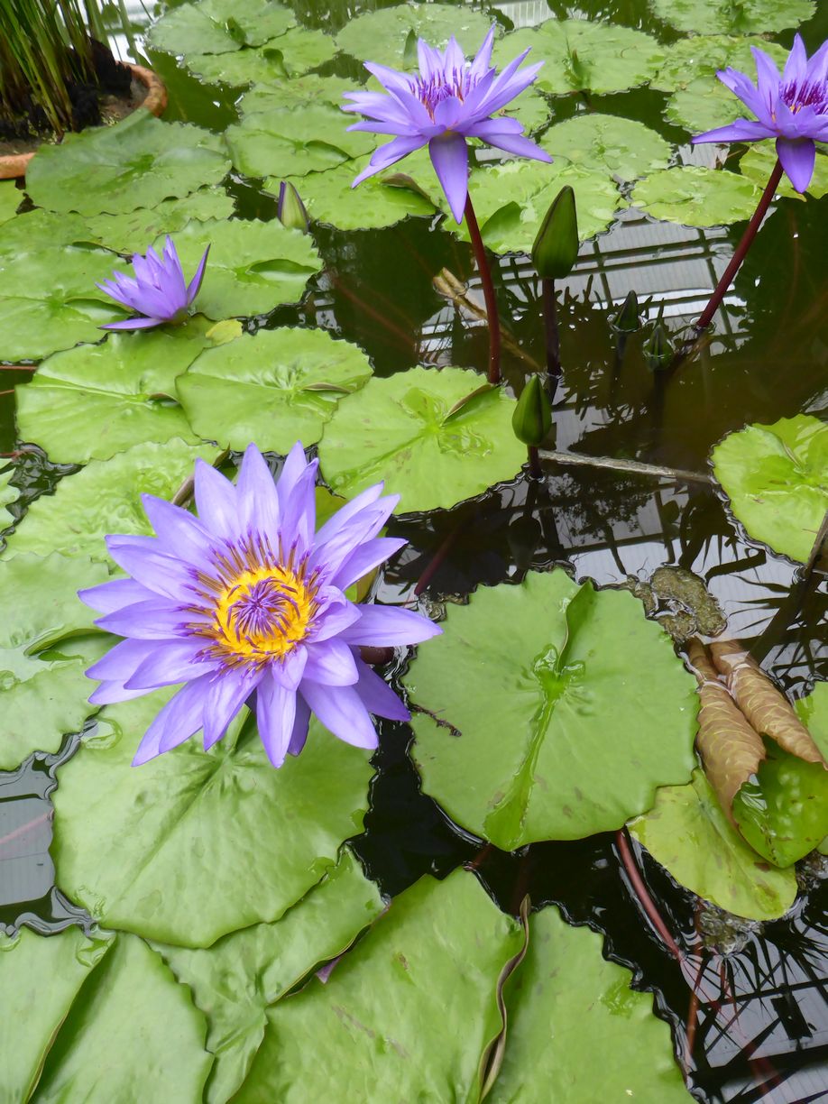 Jena_Botanischer_Garten_2025