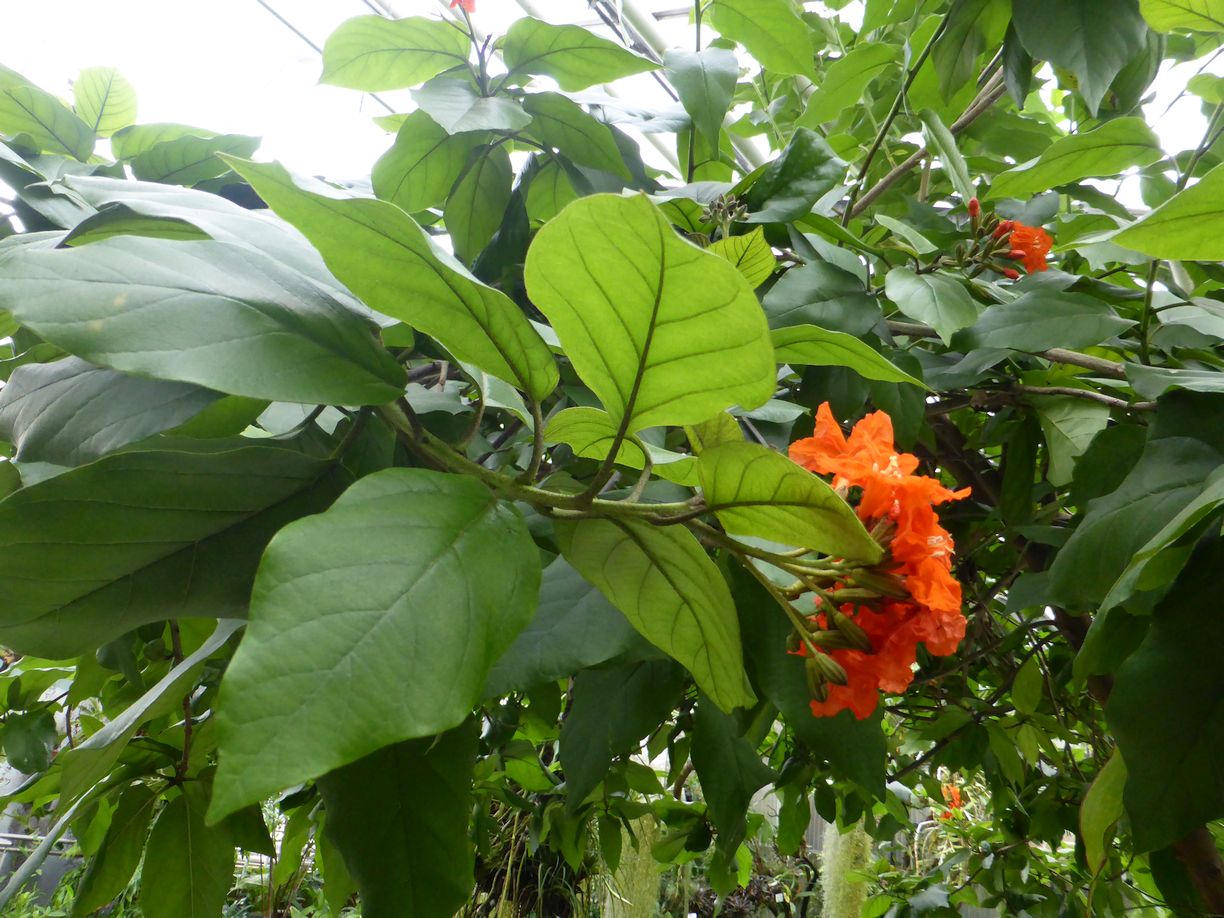 Jena_Botanischer_Garten_2025