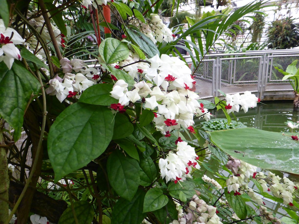 Jena_Botanischer_Garten_2025