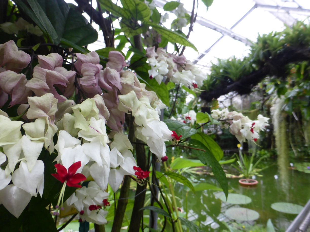 Jena_Botanischer_Garten_2025