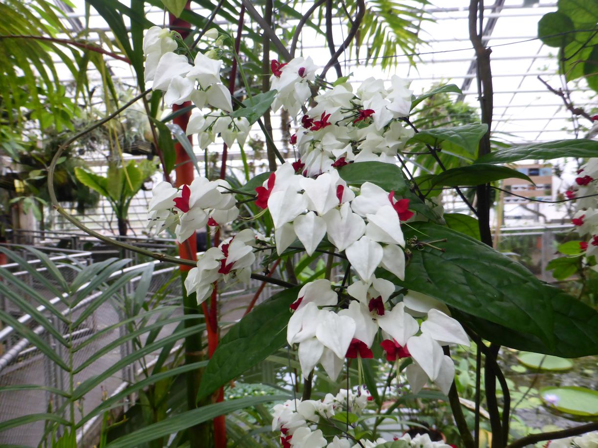Jena_Botanischer_Garten_2025