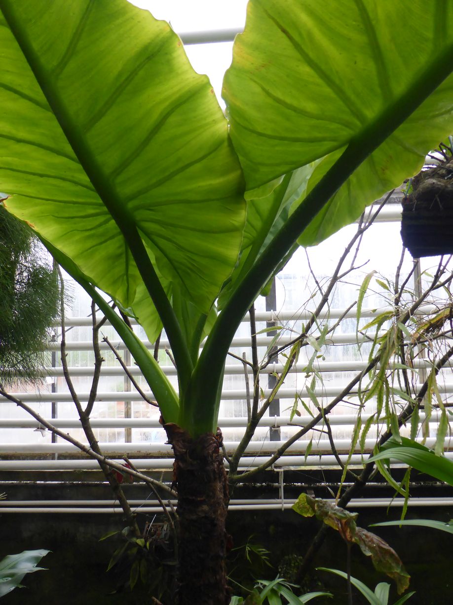 Jena_Botanischer_Garten_2025