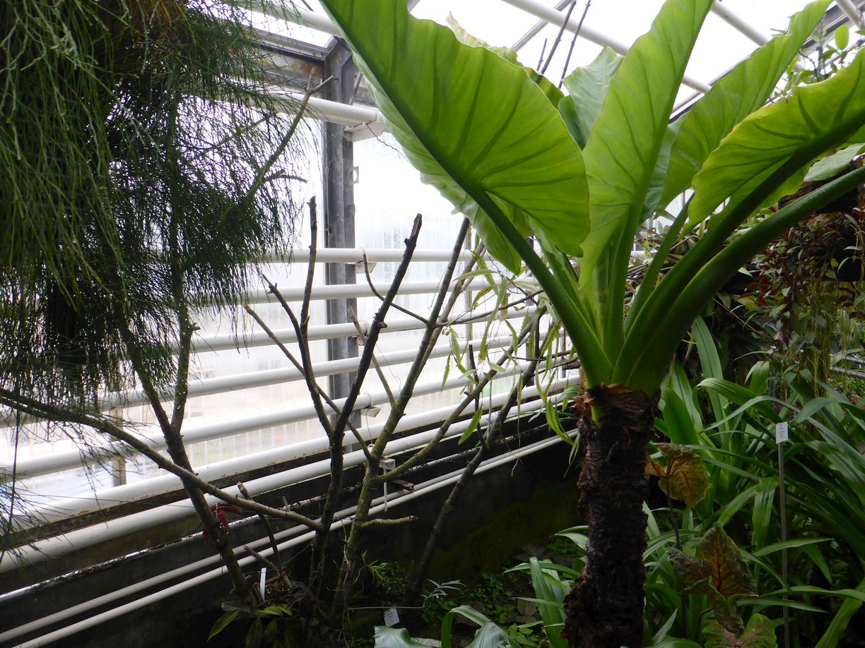 Jena_Botanischer_Garten_2025