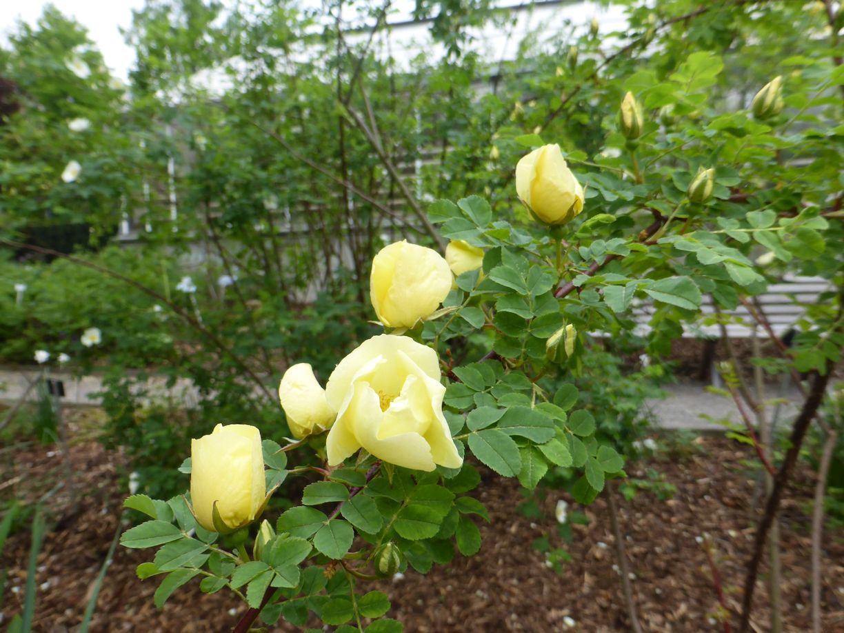 Jena_Botanischer_Garten_2025