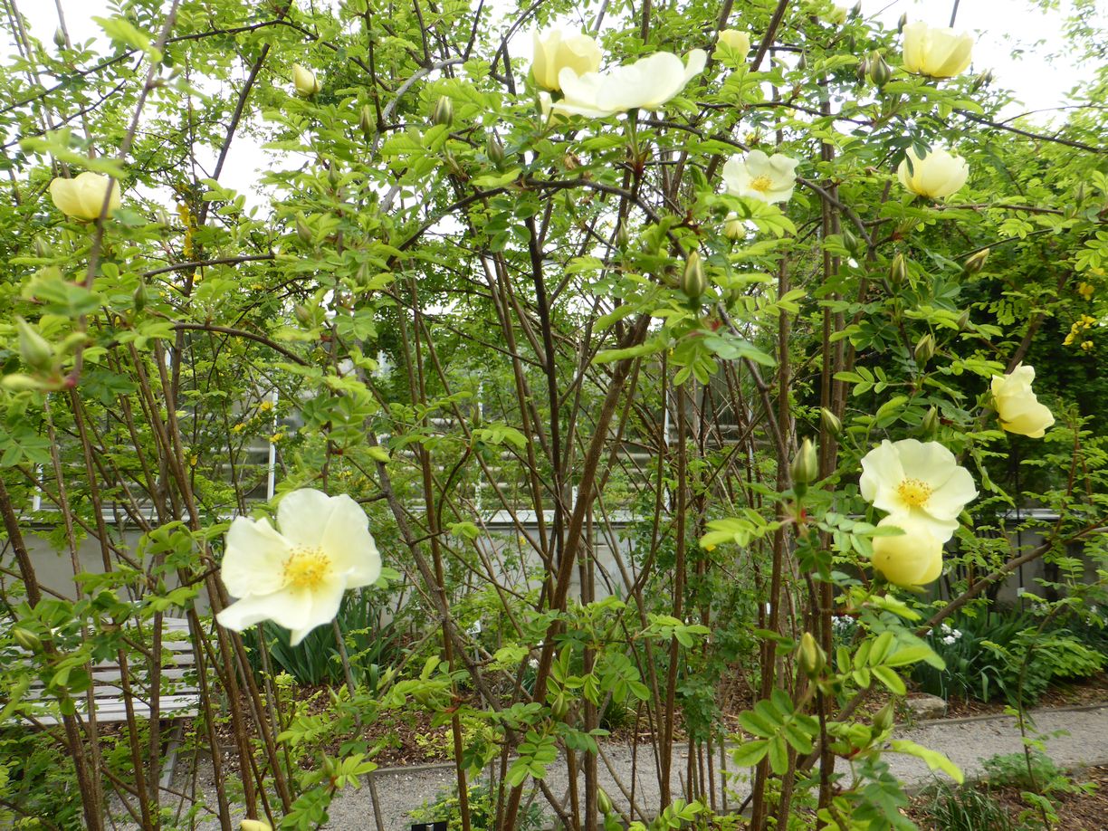 Jena_Botanischer_Garten_2025